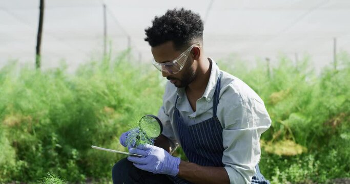Magnifying glass, plant scientist and man on tablet in greenhouse garden doing herb eco growth science research. Nature sustainability, leaf and studying future chemistry innovation is our vision
