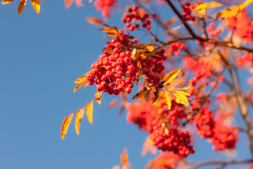 red bunches of ripe rowan