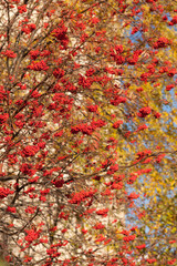 ripe rowan in autumn
