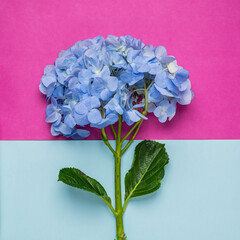blue hydrangea on pink background