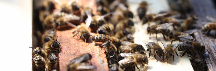 Bee farm in the apiary collects pollen closeup