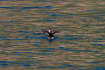 Puffin on open water at Runde.