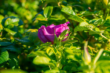 Close up vibrant pink rose flower among green foliage.