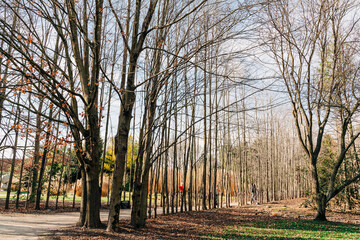 trees in the park