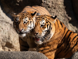 寄り添う二匹のトラ