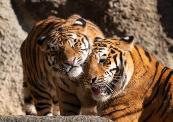 寄り添う二匹のトラ