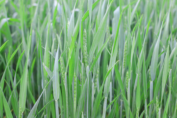 green grass background