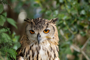 見つめるワシミミズク