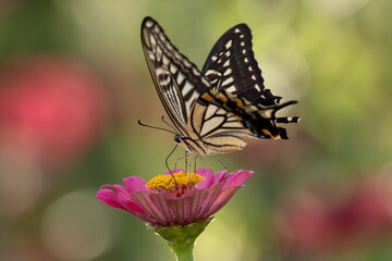 花に止まるアゲハチョウ