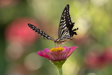 花に止まるアゲハチョウ