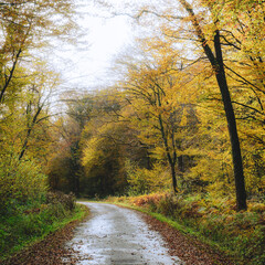 Route forestière étroite en perspective, légèrement en courbe, au milieu d'une forêt aux couleurs d'automne