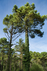 A forest of trees covered with climbing plants.