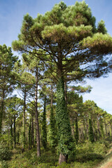 A forest of trees covered with climbing plants.