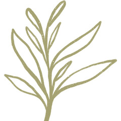 Simple linear plant flower leaf. Hand drawn botanical illustrations