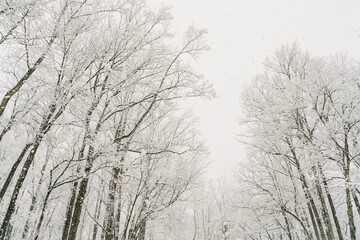 snow covered trees