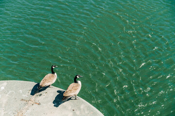 goose on the water