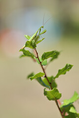 Obraz premium Predatory insect European mantis - Mantis religiosa - on a bush branch, close-up portrait in natural habitat