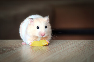 Hamster eats tropical fruit holding in paws, on a wooden surface, dark background, space for copying