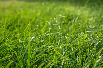 Green grass background. green grass background with sun beam