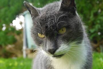 chat au regard noir