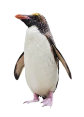 Foto op Plexiglas Northern Rockhopper penguin cut out © ChaoticDesignStudio