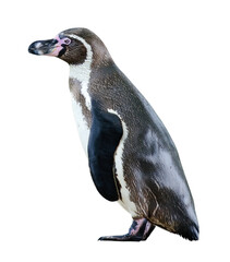 Humboldt penguin cut out © ChaoticDesignStudio
