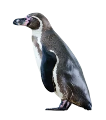 Deurstickers Humboldt penguin cut out © ChaoticDesignStudio