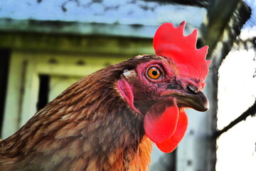 Tête de poule profil 1 © Nicolas