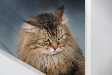 Portrait of a serious  beautiful fluffy cat with green eyes. Domestic Long Hair Cat. Long-haired cat. Copy space.