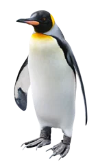 Fototapeten King Penguin standing cut out © ChaoticDesignStudio