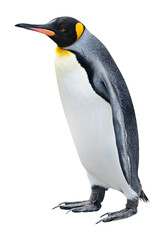 King Penguin walking cut out