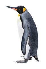 King Penguin side view cut out