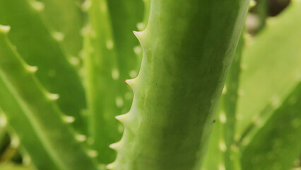 aloe vera leaves