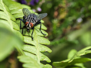 Flesh fly on a green leaf with light and shadow. Hairy legs in black and gray.