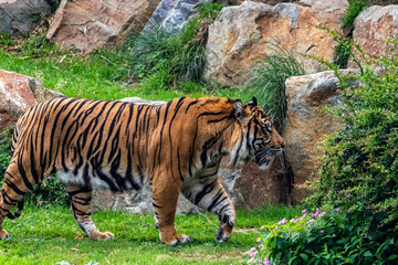 Tigre de Sumatra dans un environnement de végétation
