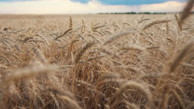 ars of wheat on the field during sunset. farming wheat harvesting agribusiness concept. walk in a large wheat field. big harvest of lifestyle wheat in summer on the field landscape