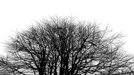 silhouette of a tree in winter