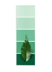 Color samples palette design catalog on a transparent background - 529420025