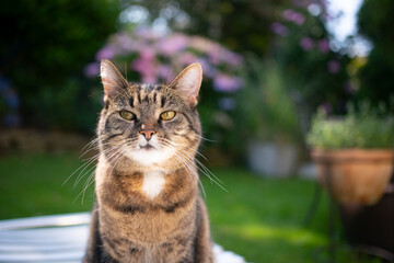 tabby cat portrait outdoors in sunny backyard