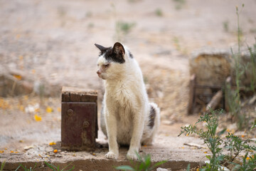 Fototapeta premium portrait of a sick black and white stray cat on the street in palma de mallorca, spain