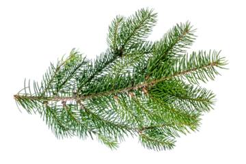 Fir tree branch isolated on white background