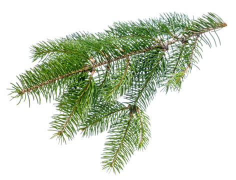 Fir tree branch isolated on white background