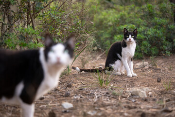 Naklejka na ściany i meble two black and white tuxedo stray cats outdoors on mallorca, spain