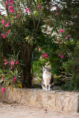 tabby white stray cat with tipped ear sitting on low wall or mural next to flowering plant on mallorca, spain