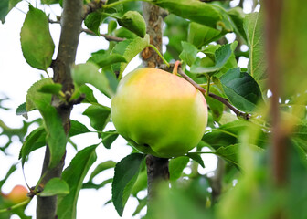 green ripening apples grow on an apple tree branch. gardening and cultivation of apples concept