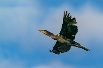  The great cormorant (Phalacrocorax carbo), known as the black shag in New Zealand, great black...