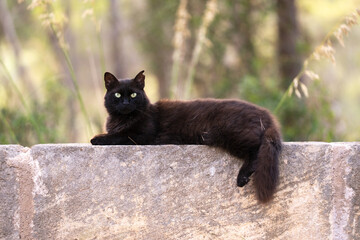 black stray cat with tipped ear resting on a concrete wall in mallorca, spain
