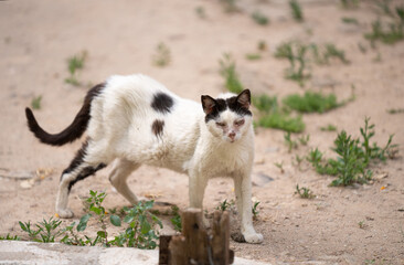 sick underweight stray cat in palma de mallorca, spain