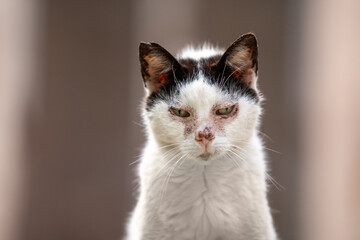 close up portrait of sick stray cat portrait in palma de mallorca, spain
