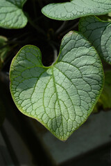 Largeleaf brunnera Silver Heart